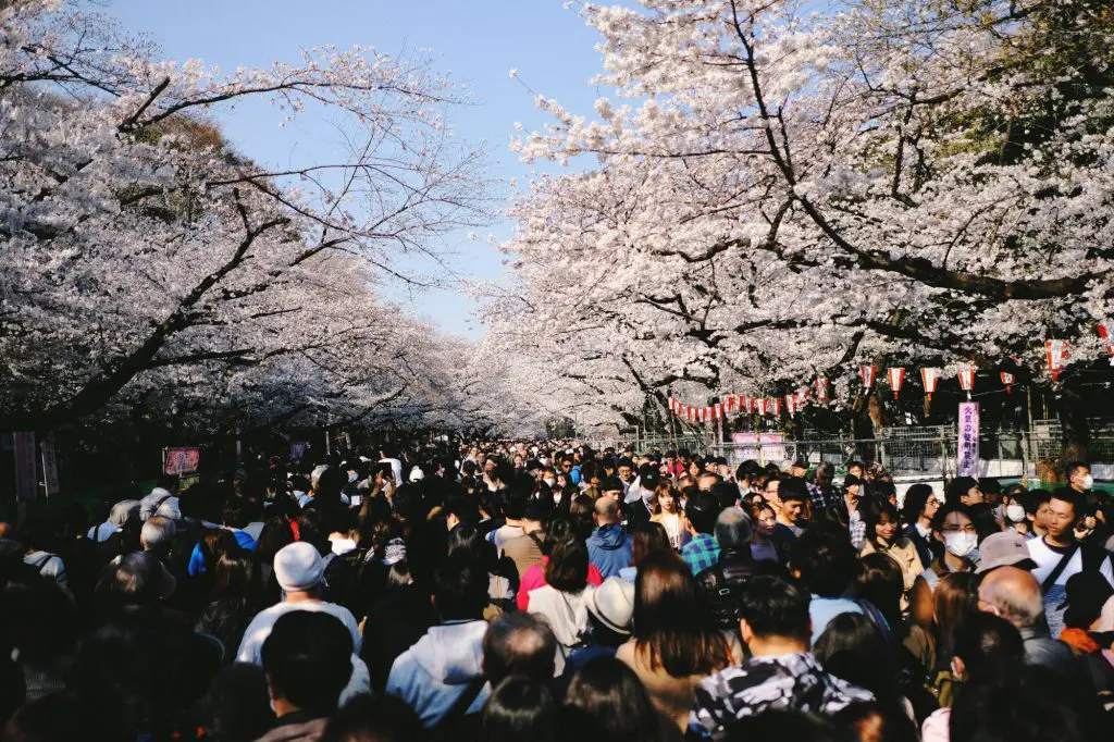 Ueno Park och körbärblommor
