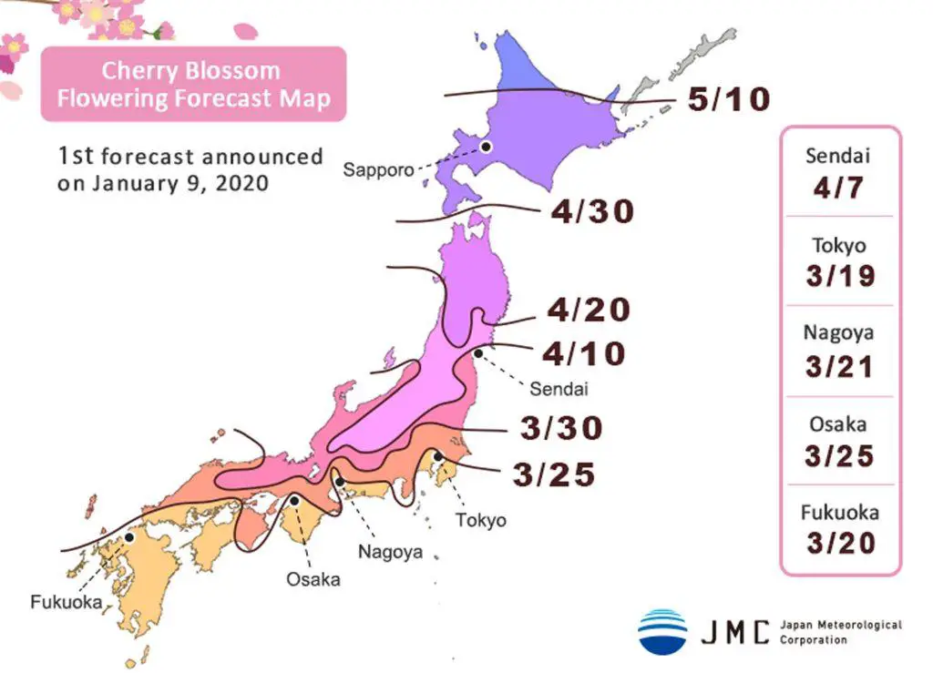 Prognos för körbärsblomningn i Japan 2020